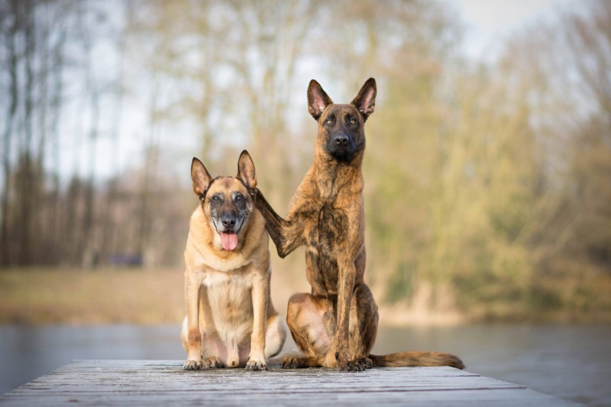 Berger Malinois
