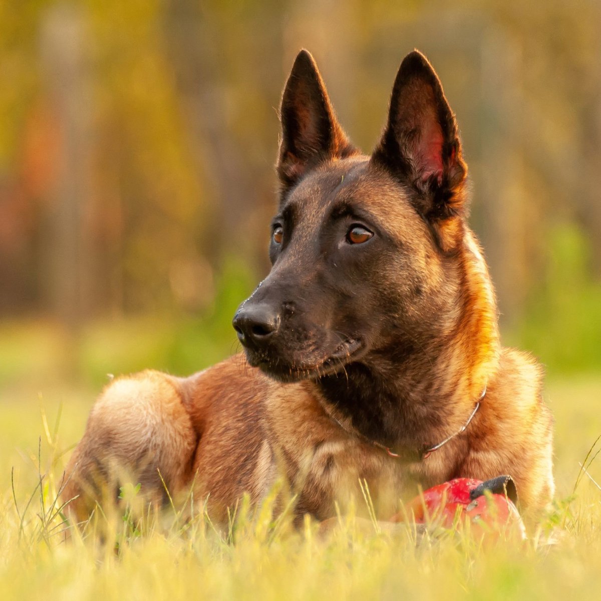 Бельгийская овчарка дрессировка