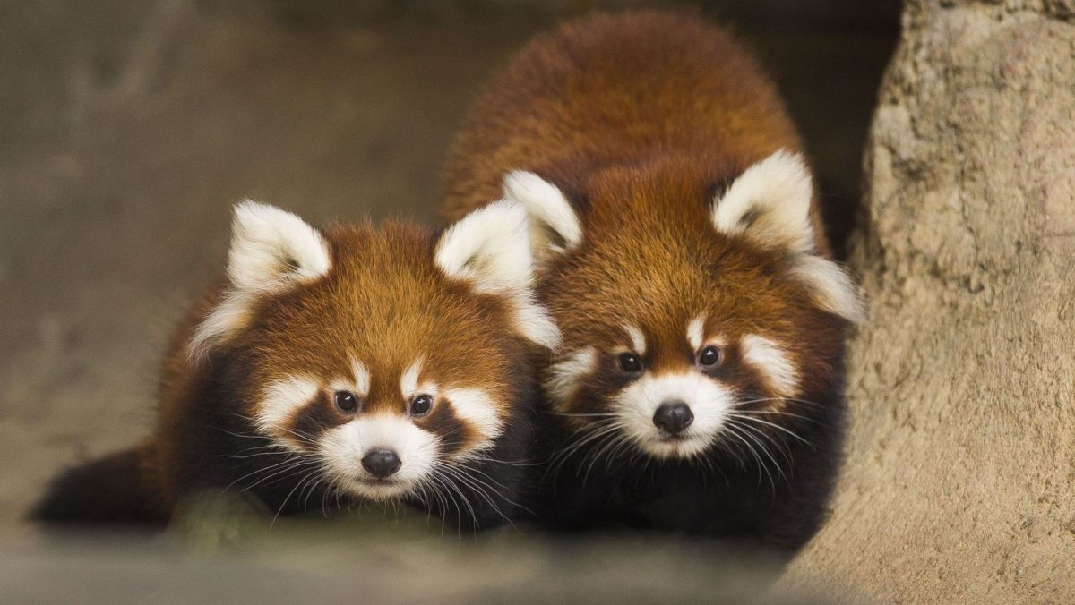 Малая (красная, рыжая, енотовидная) Панда