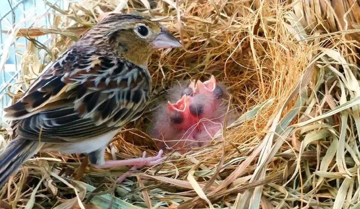 Домовый Воробей птенец