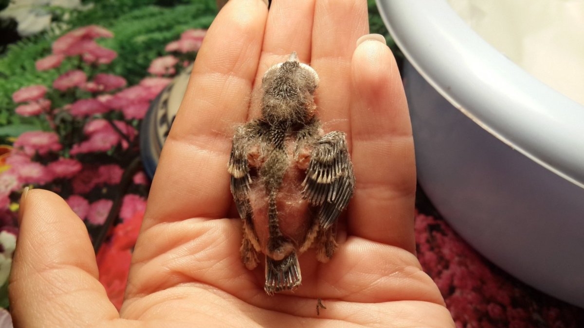 Птенцы воробья Новорожденные