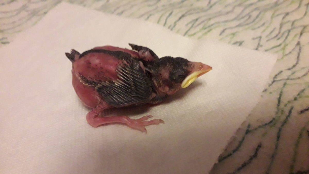 Новорожденный птенец Воробьев