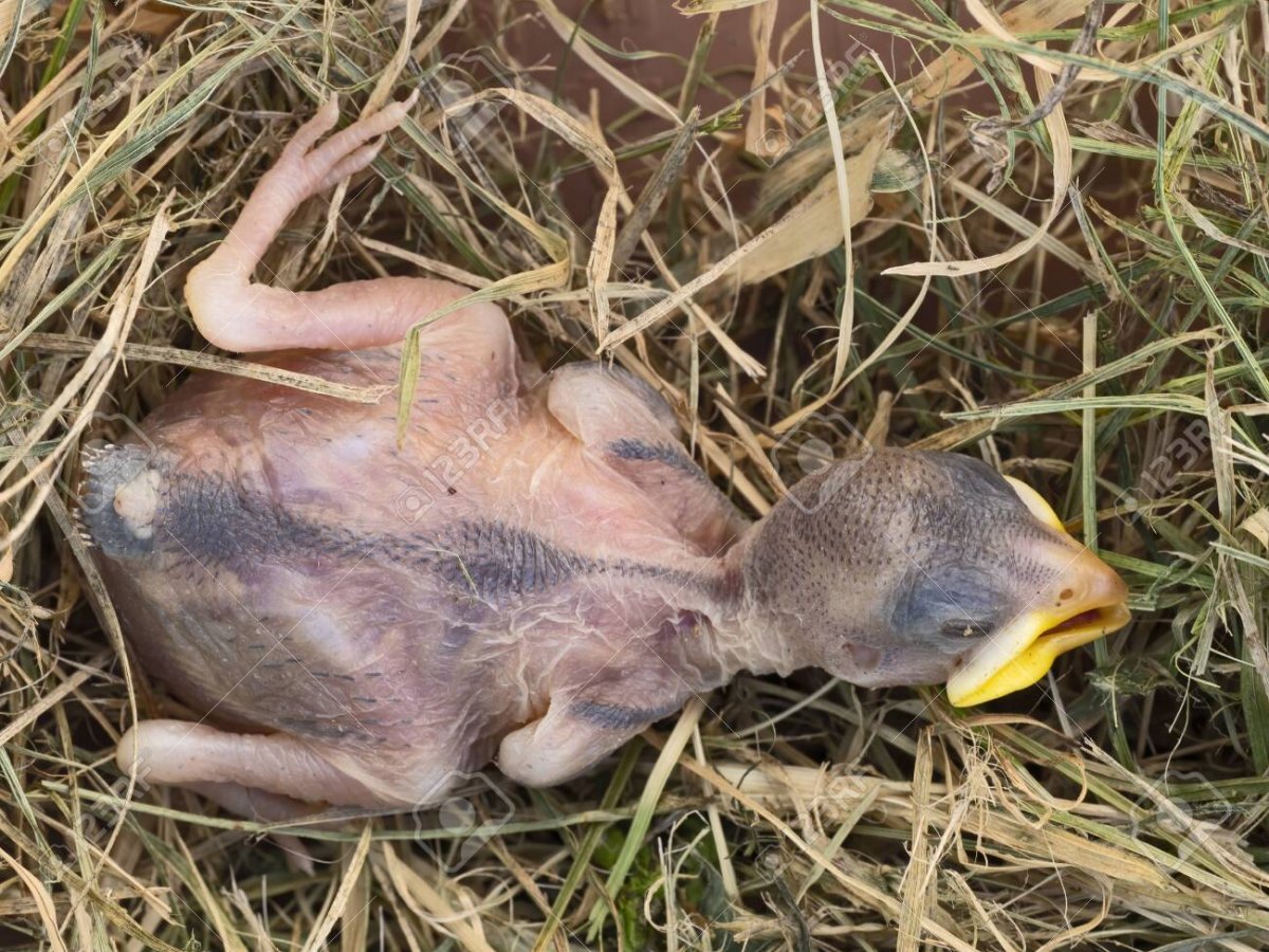 Птенец вороны новорожденный