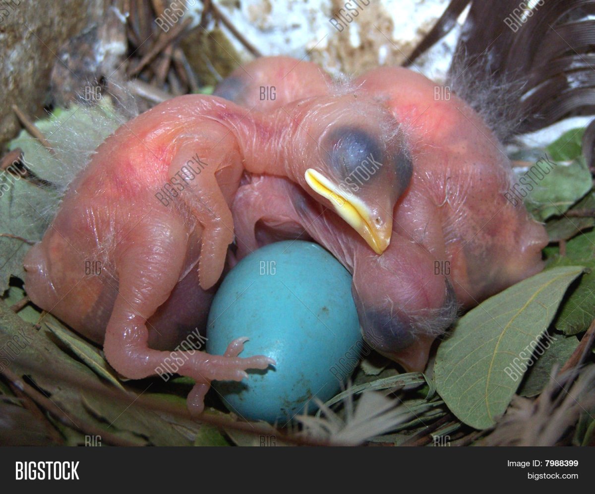 Новорождённый птенец розовый