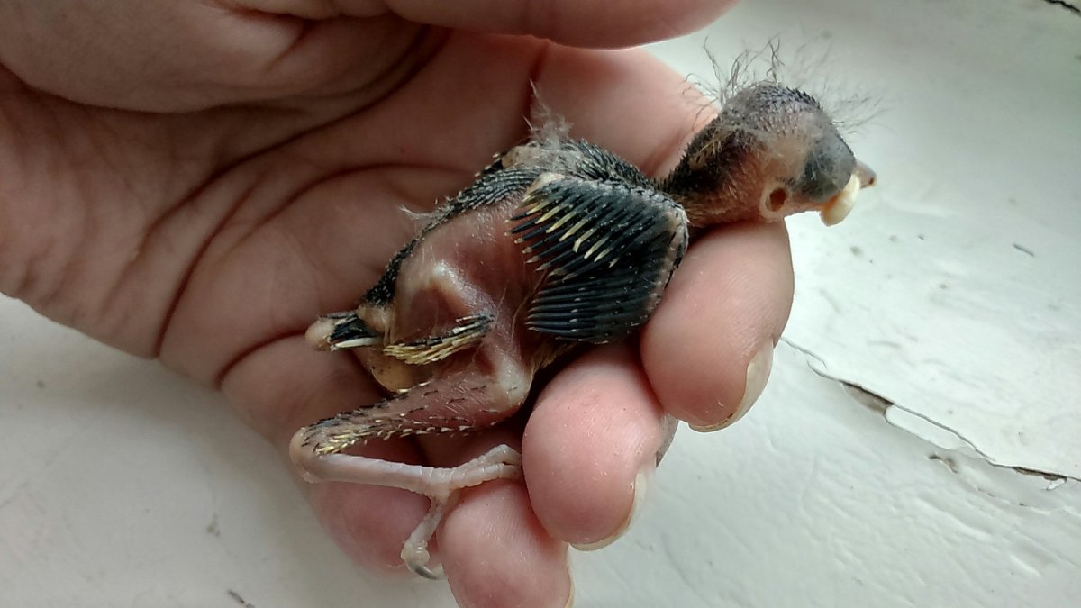 Птенец воробья новорожденный