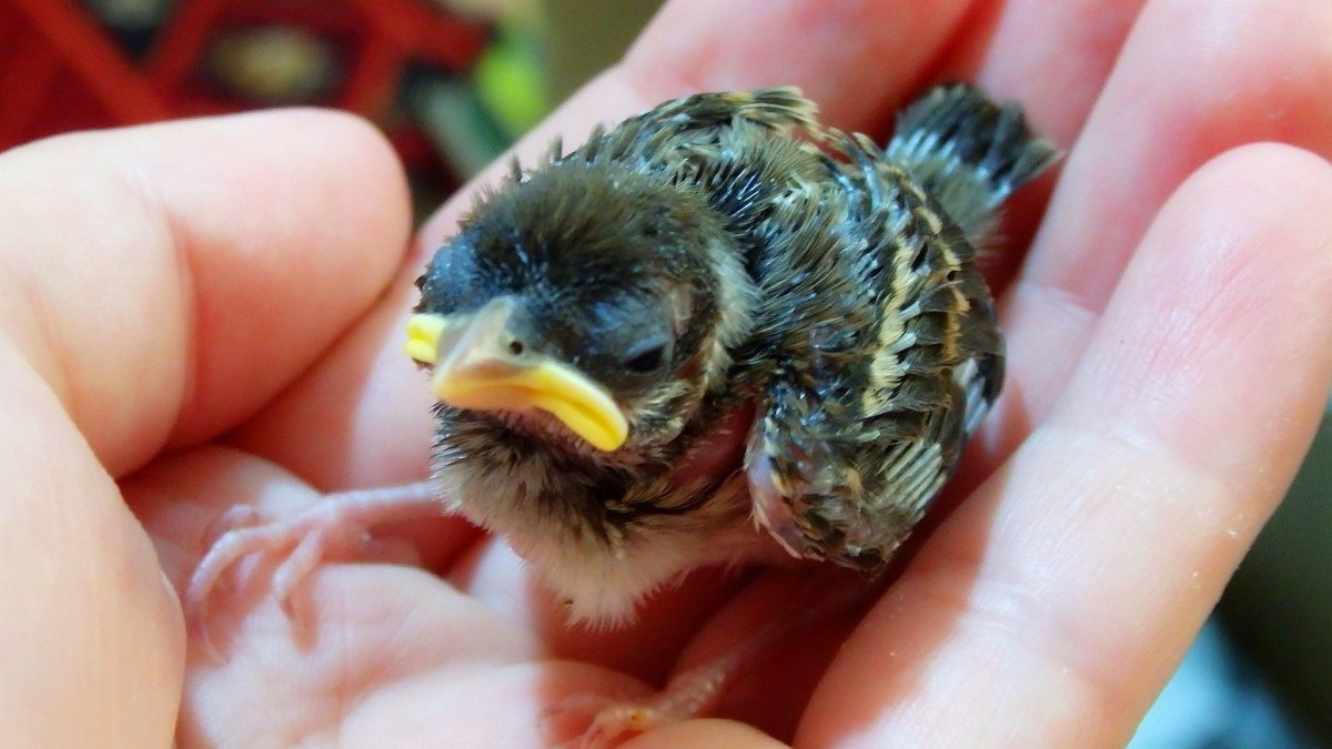 Птенцы воробьёв