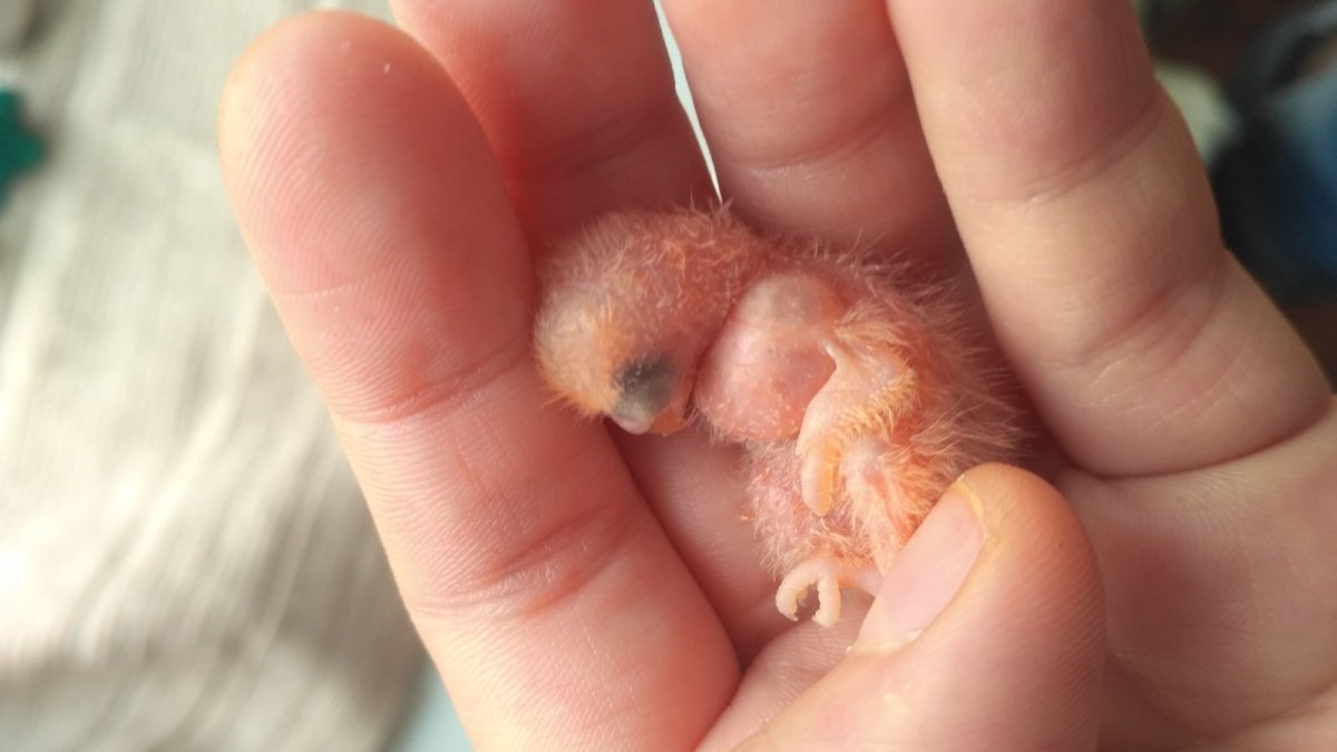 Зоб у птенца волнистого попугая