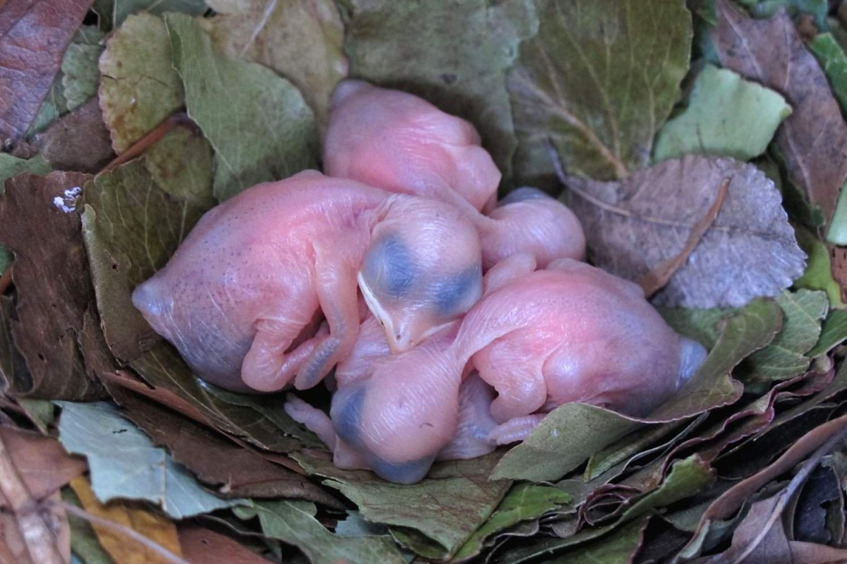 Птенцовые недоразвиты