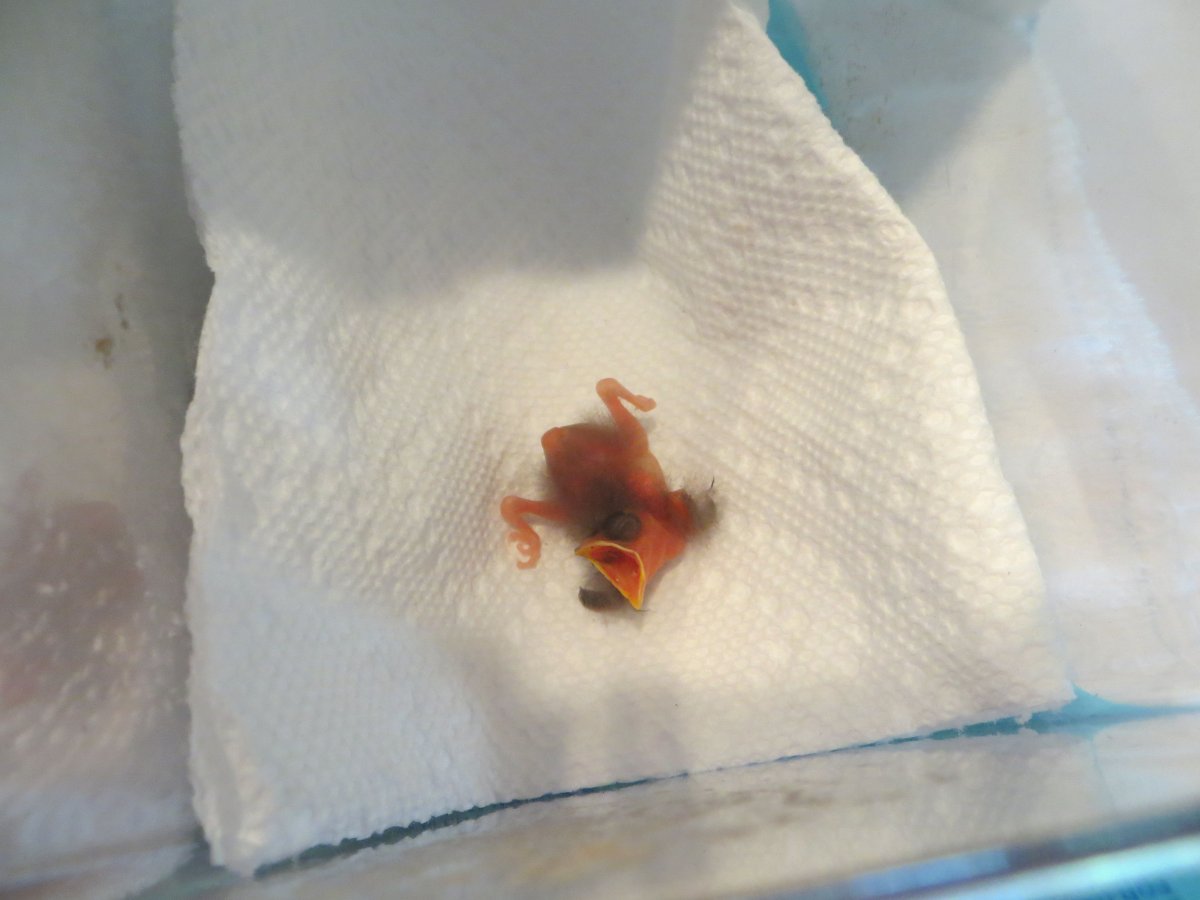 Новорожденная Ласточка