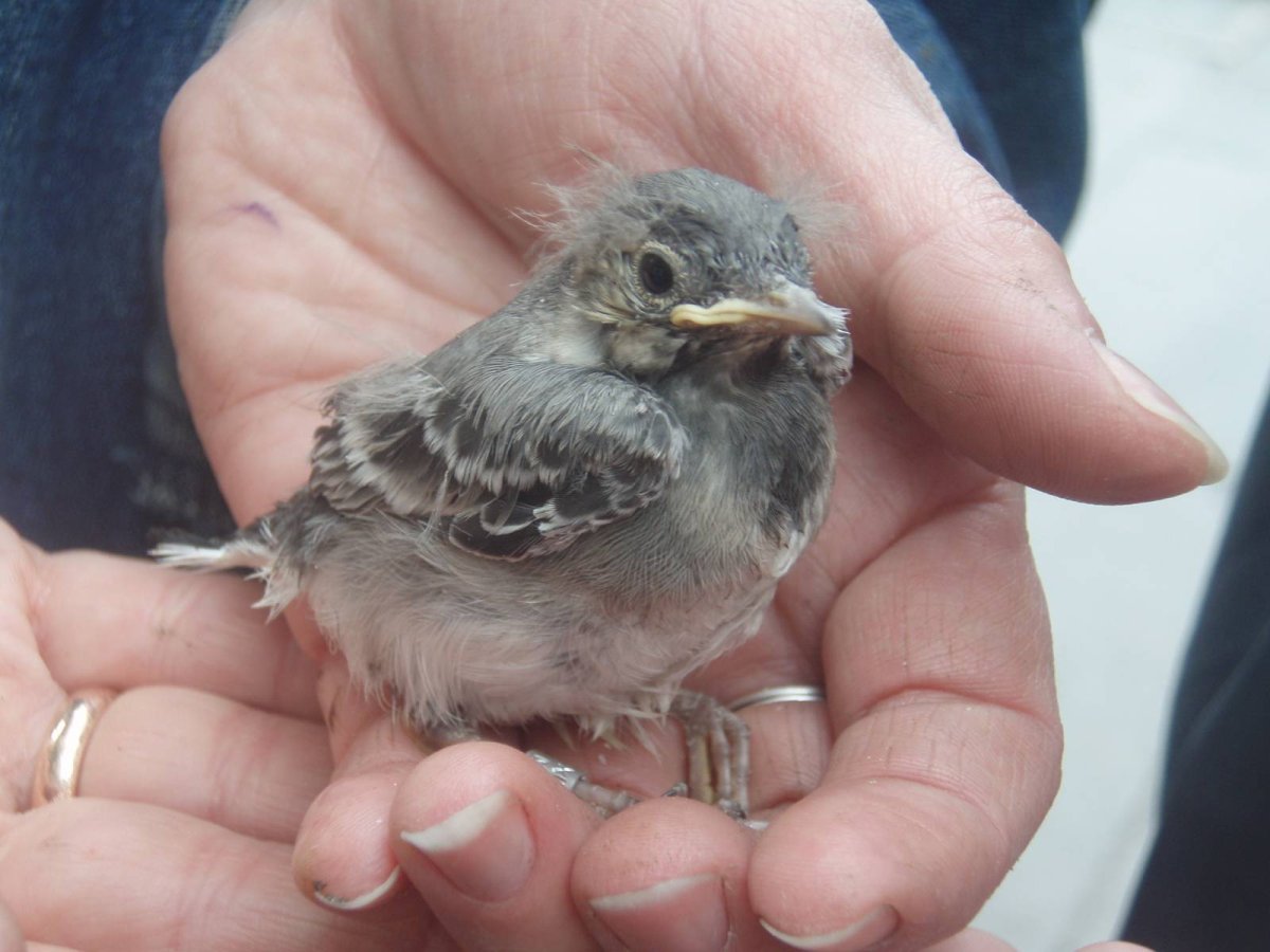 Птенец воробья выпал из гнезда