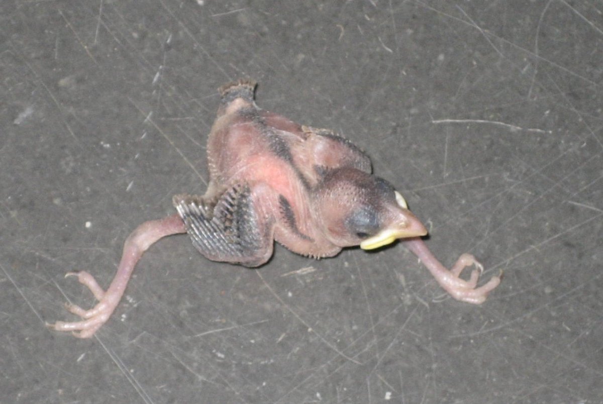 Неоперившийся птенец