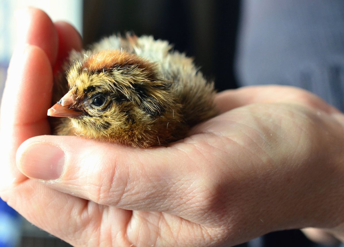 Птенцы куриные