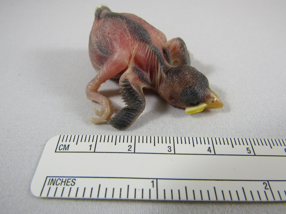 Птенец воробья новорожденный