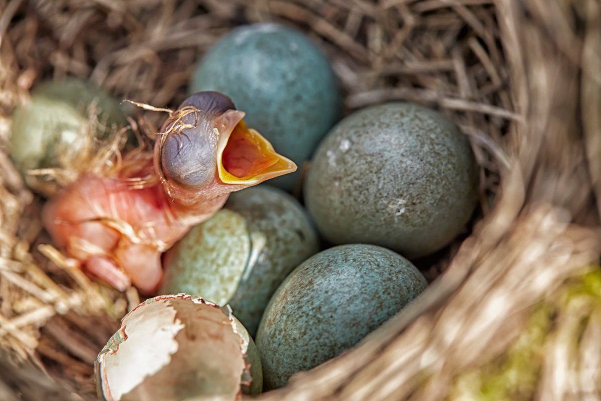 Певчий Дрозд высиживает яйца