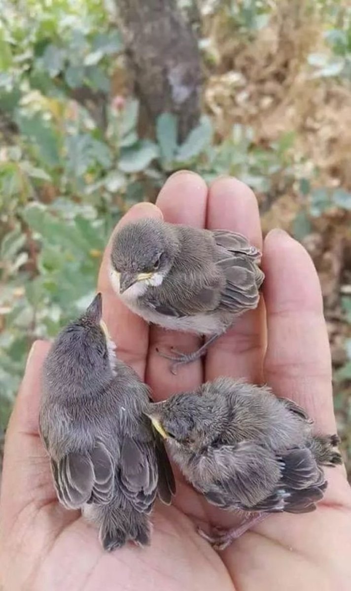 Домовый Воробей птенец