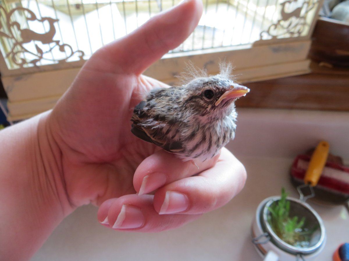 Птенец дрозда выпал