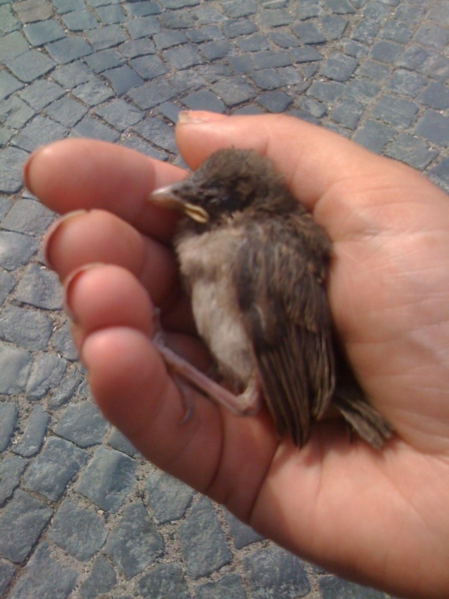 Птенец воробья