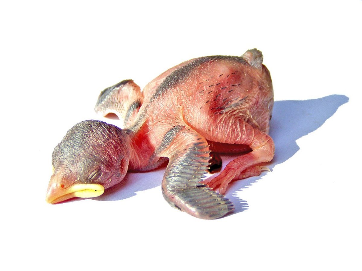 Вылупившийся птенец воробья