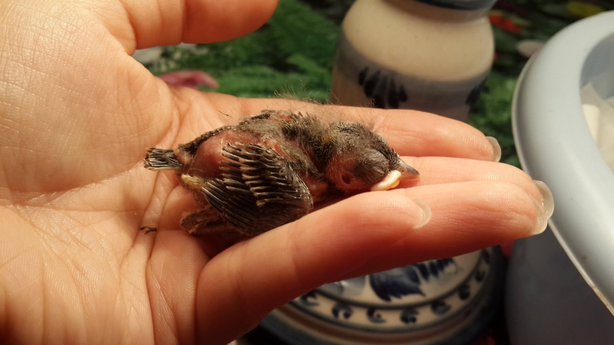 Новорожденный птенец Воробьев