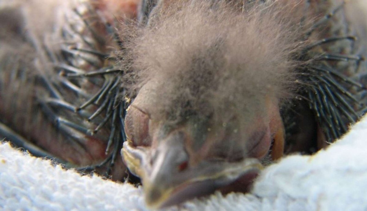 Выпавший птенец