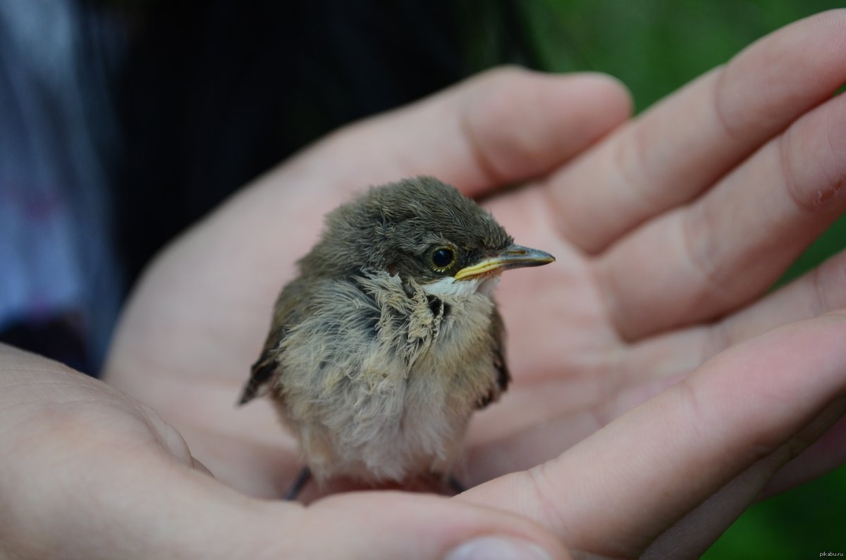 Домовый Воробей птенец