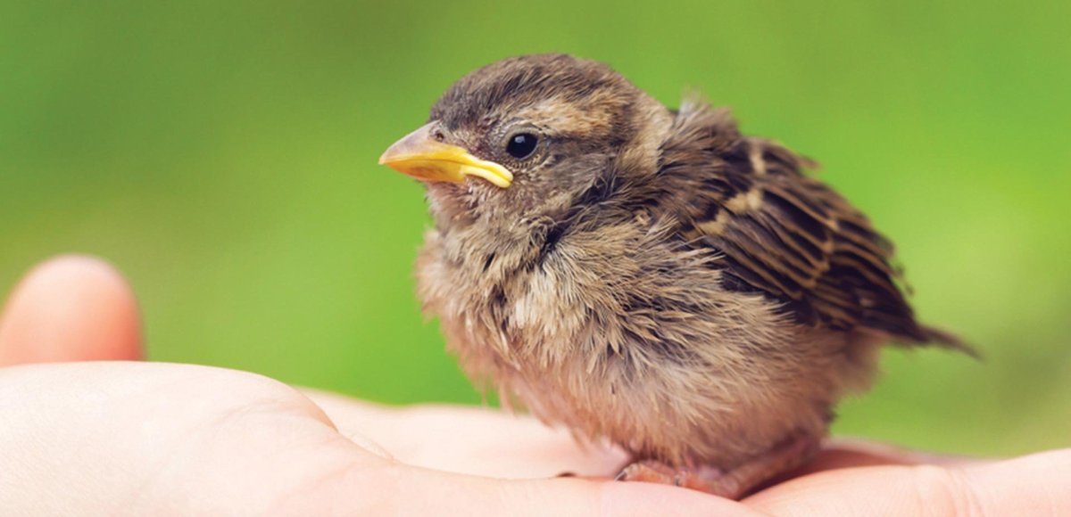 Домовый Воробей слеток