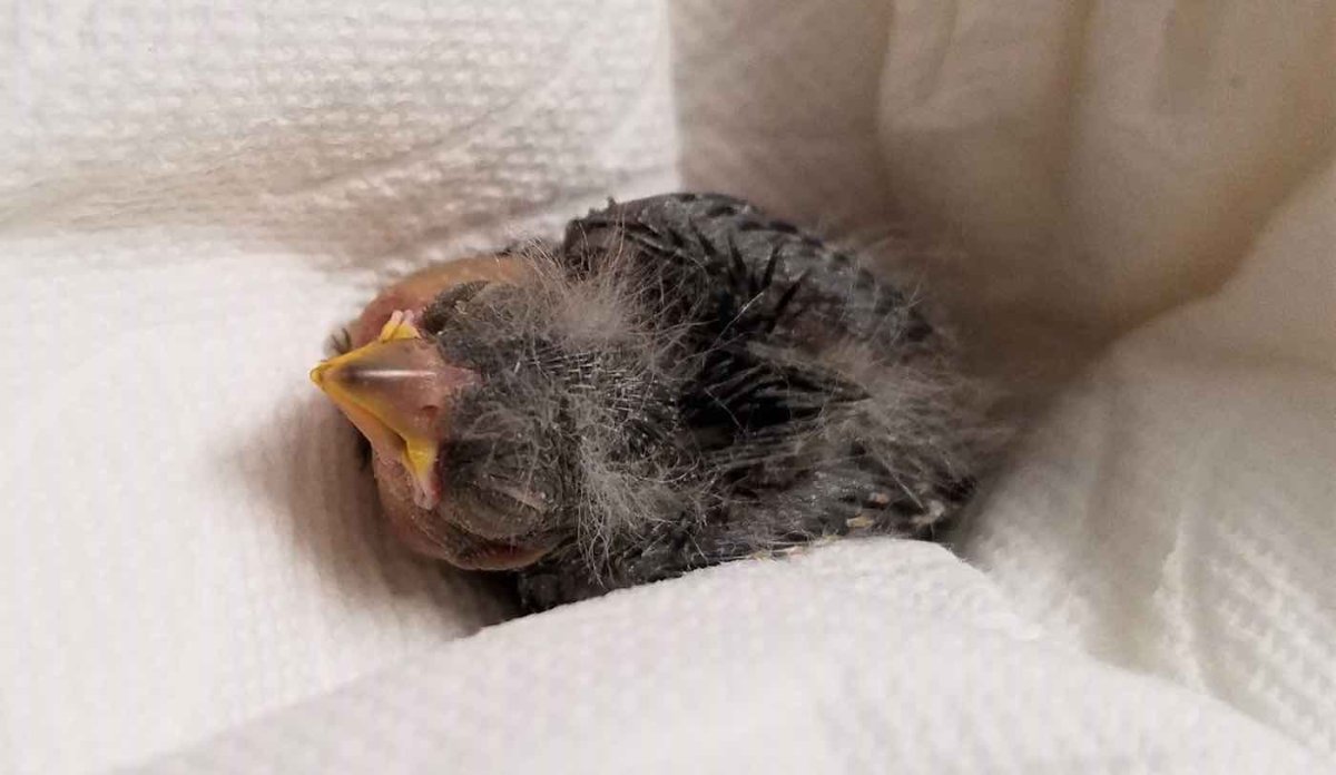 Пьяный птенец