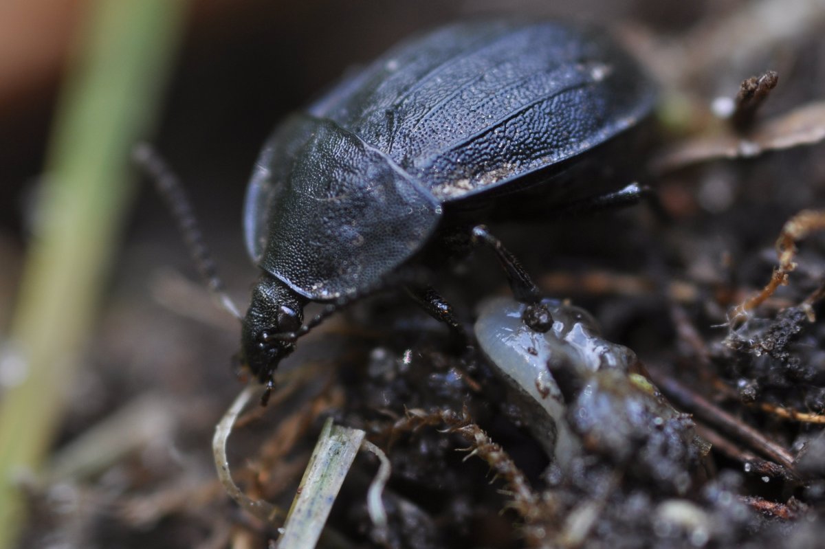 Маленький Жук мертвоед