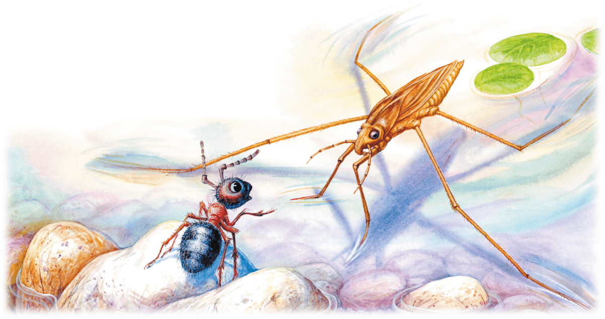 Бианки в. в. "приключения муравьишки"