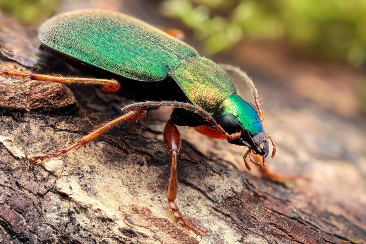 Насекомое лайк