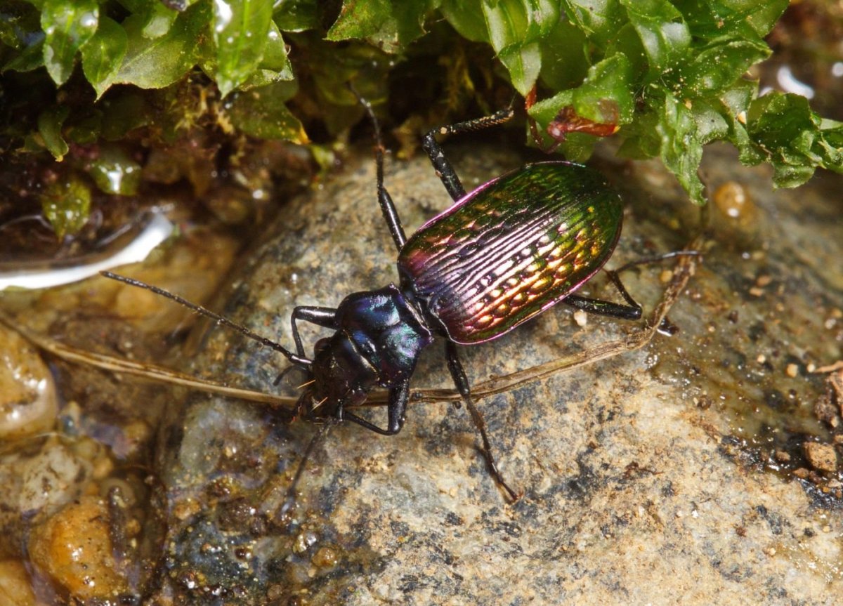 Жук Карабус жужелица Лесная