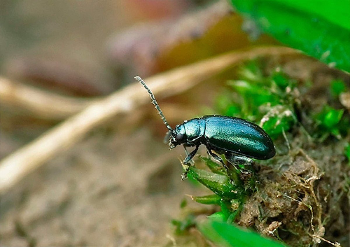 Жук Хлебная блошка