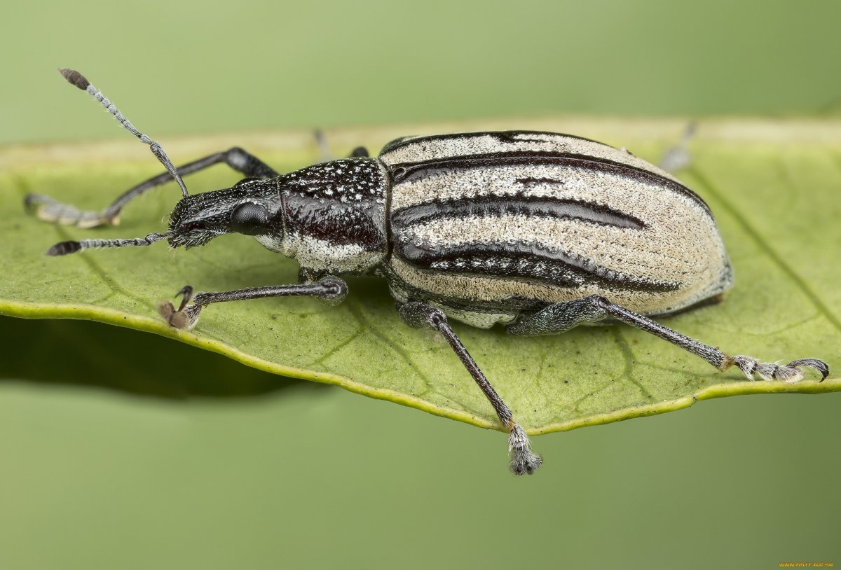 Жук Барабук