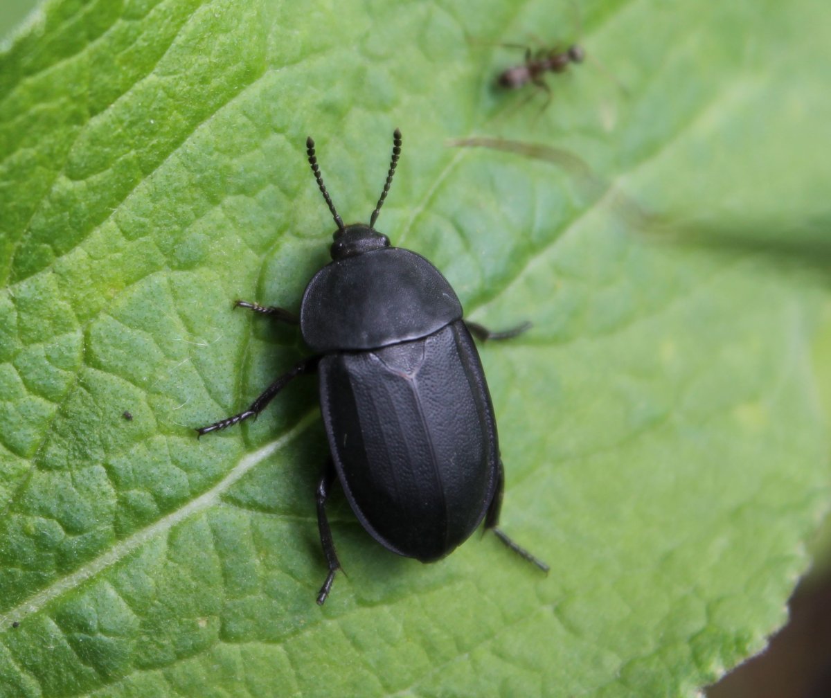 Жук черный хрущак
