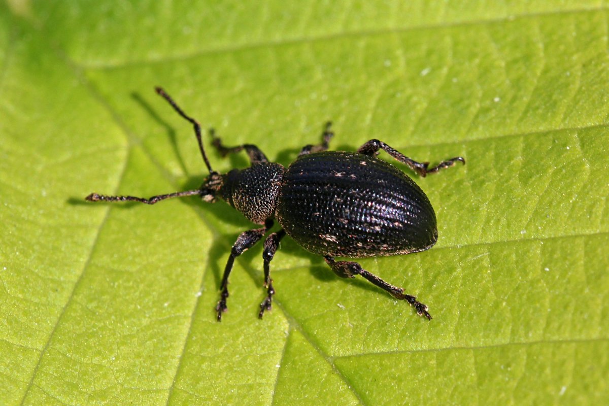 Жук долгоносик Скосарь