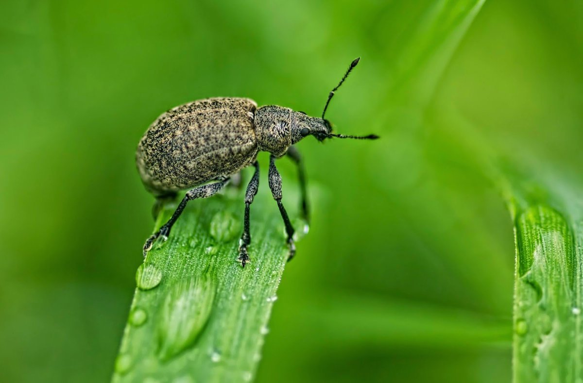 Жучок жучок блошачок