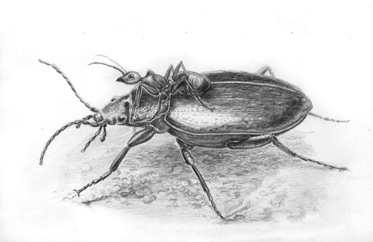 Жужелица Бианки