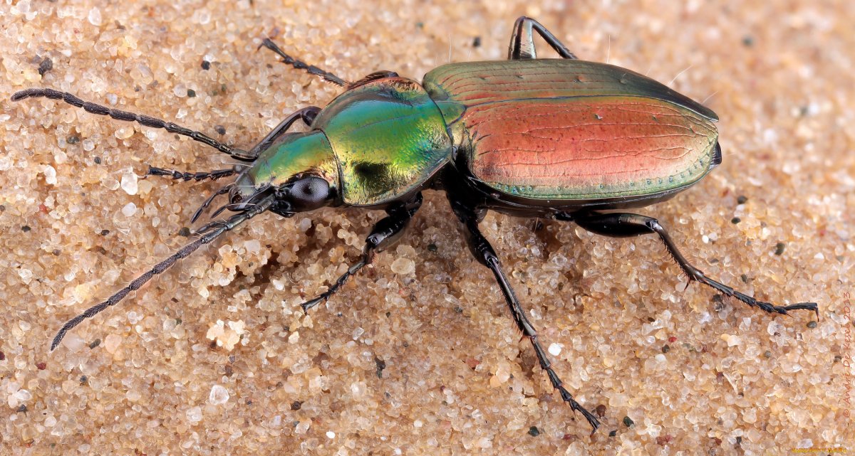 Красотел полевой