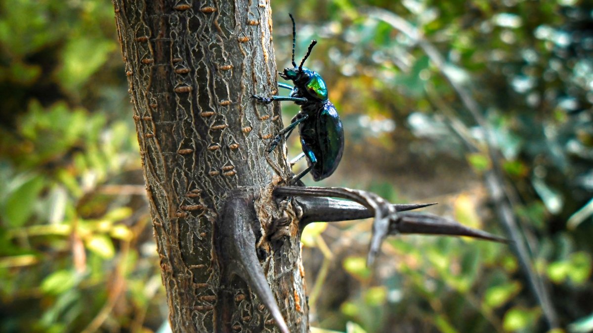 Древесные насекомые