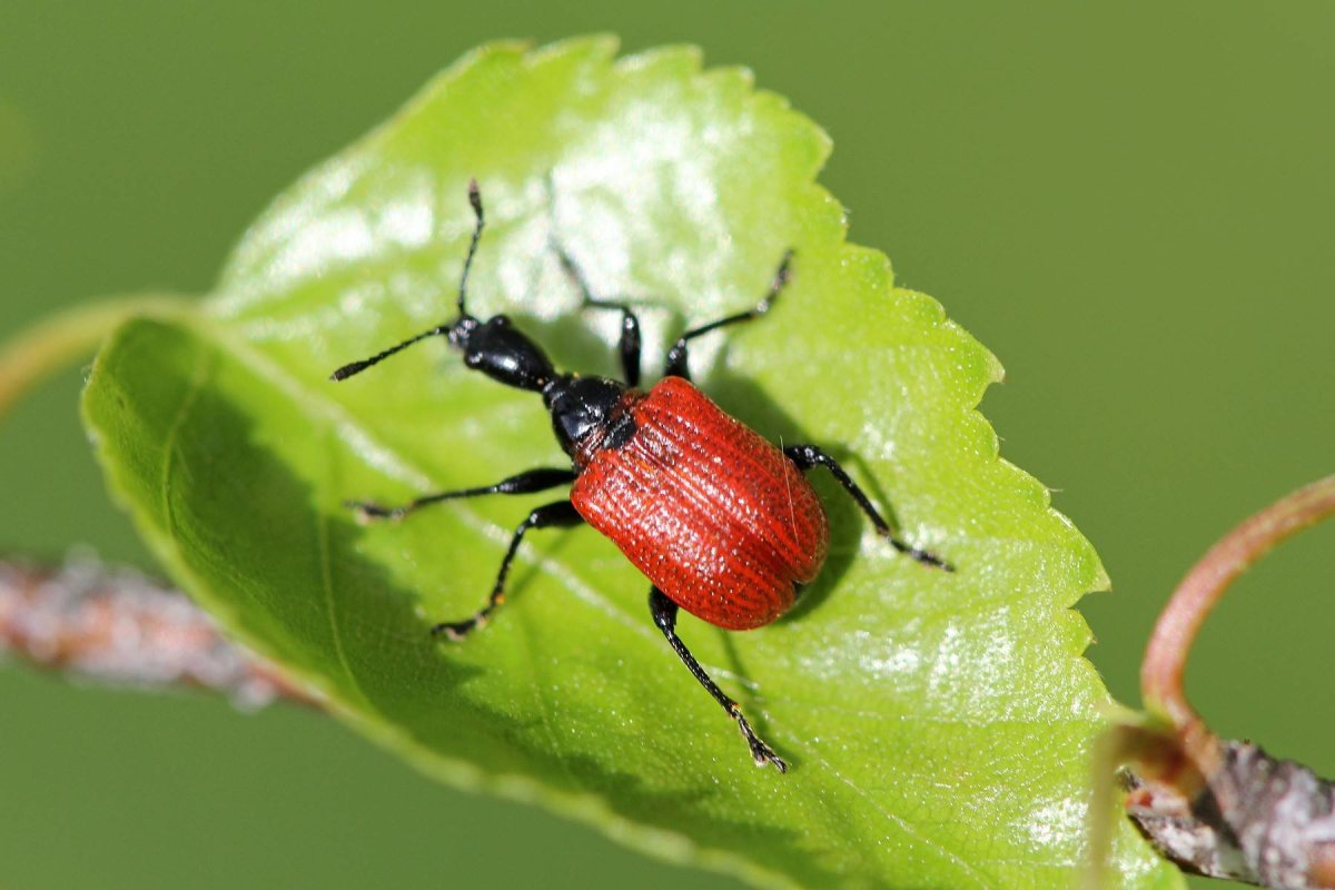 Жук трубковерт