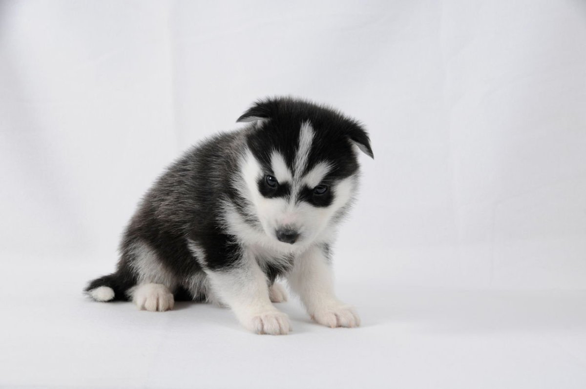 Новорожденные щенки хаски