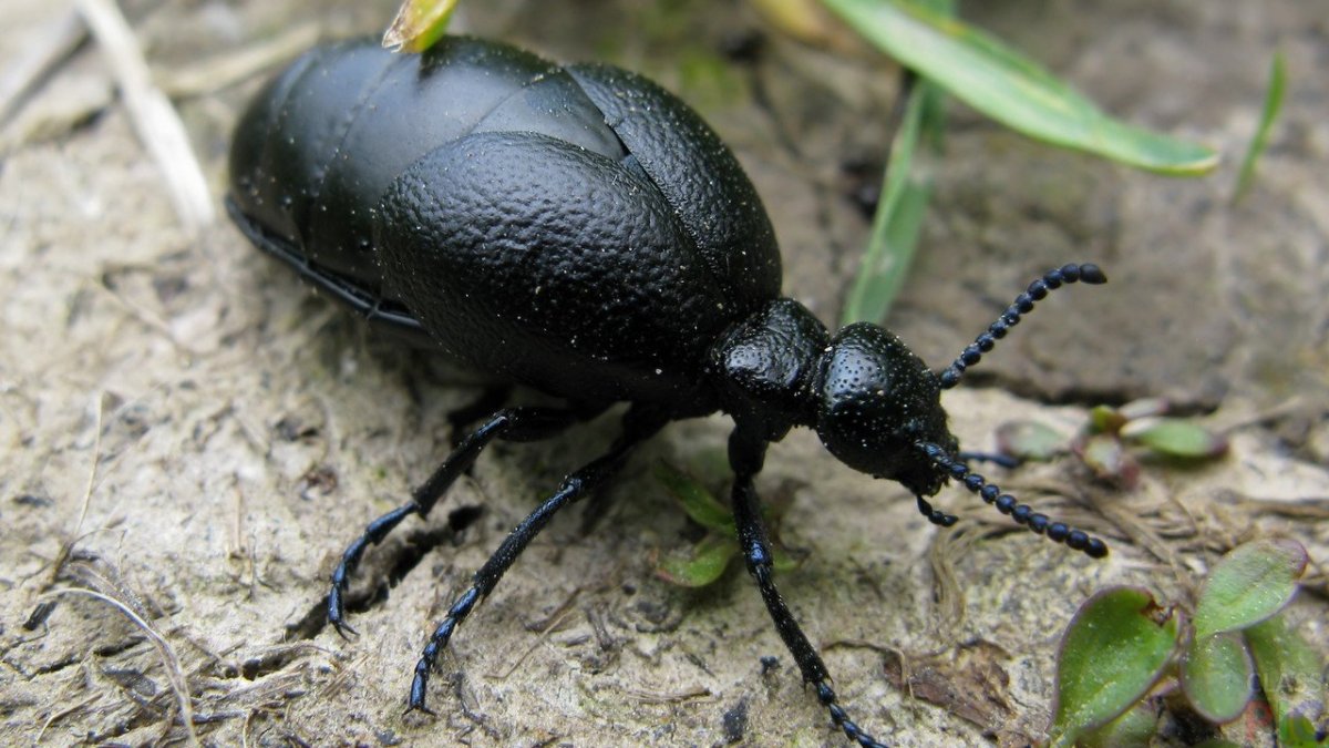 Жук чернотелка