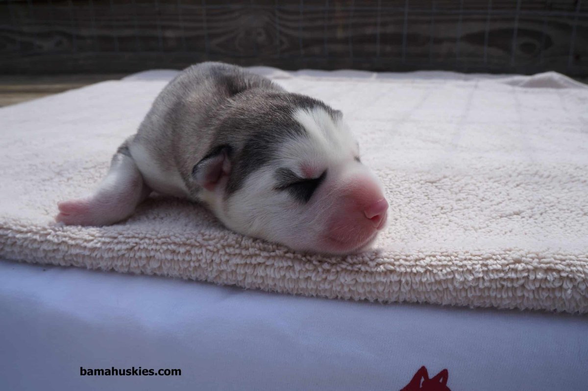 Сибирский хаски новорождённые щенки