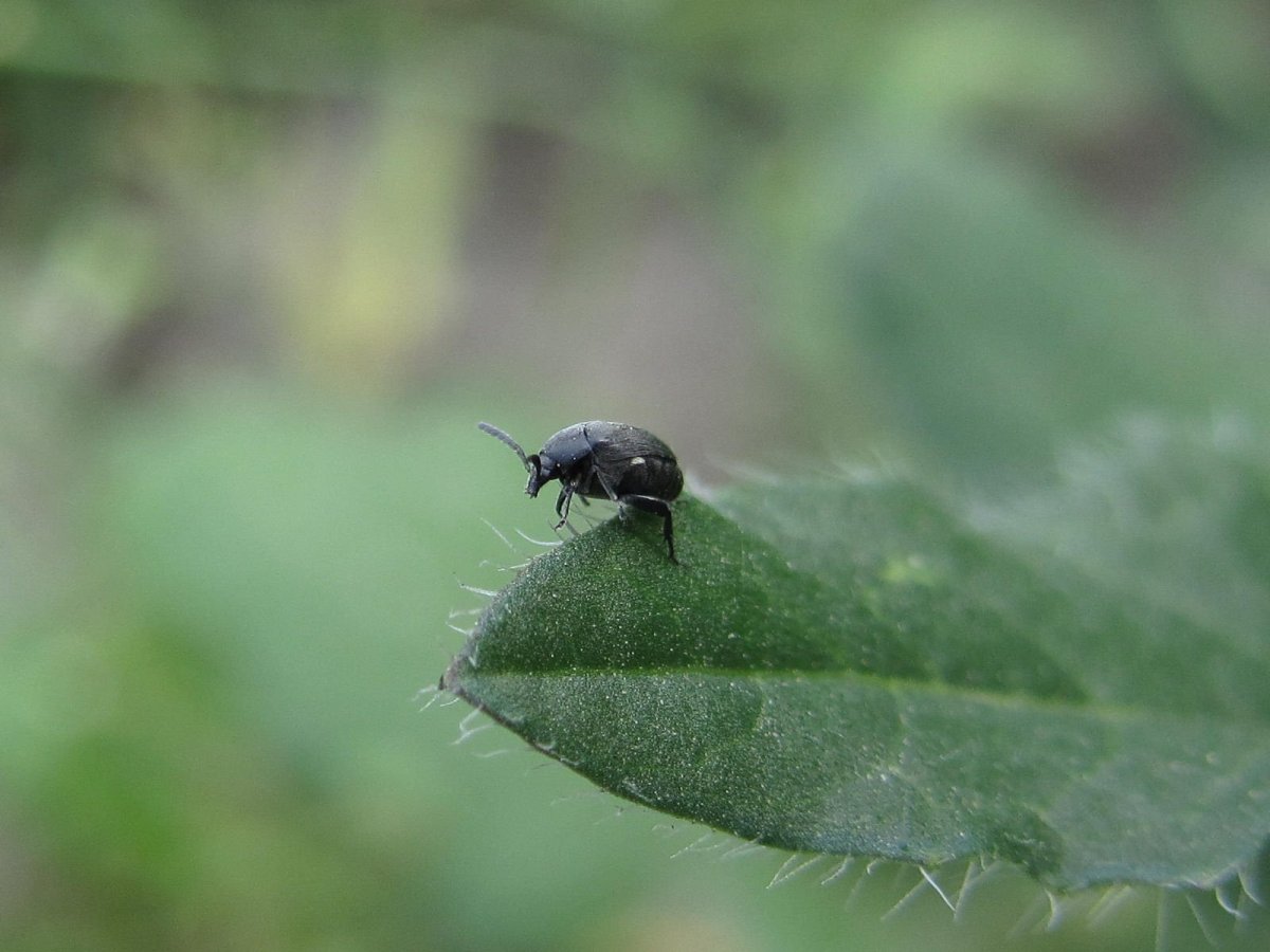 Черный Жук мукоед