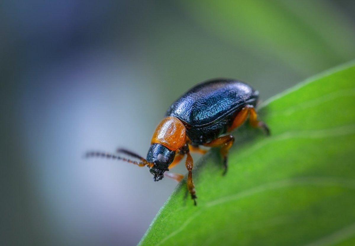 Жук Листоед гречишный