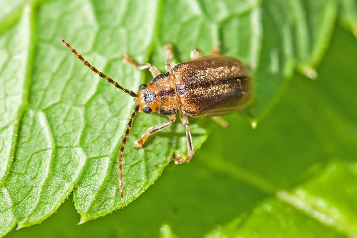 Жучок блошачок