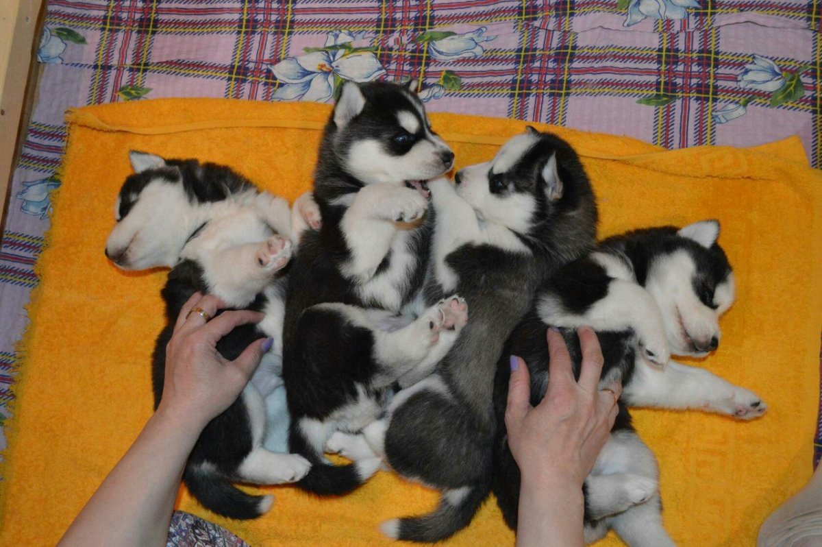 Новорожденный щенок хаски