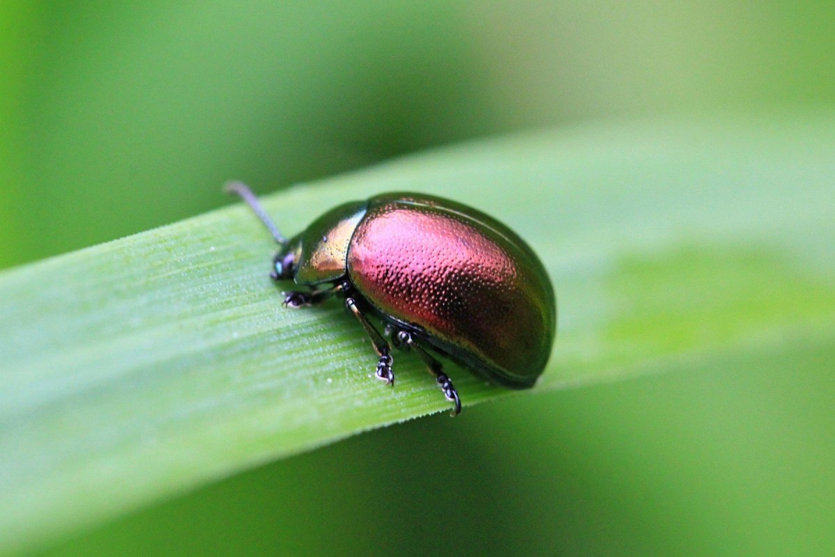 Садовый Хрущик Жук