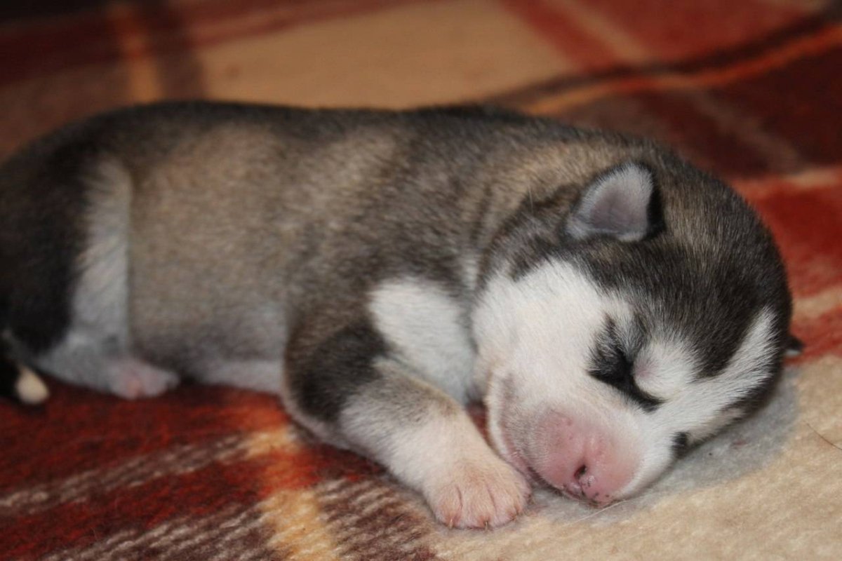 Слепые щенки хаски