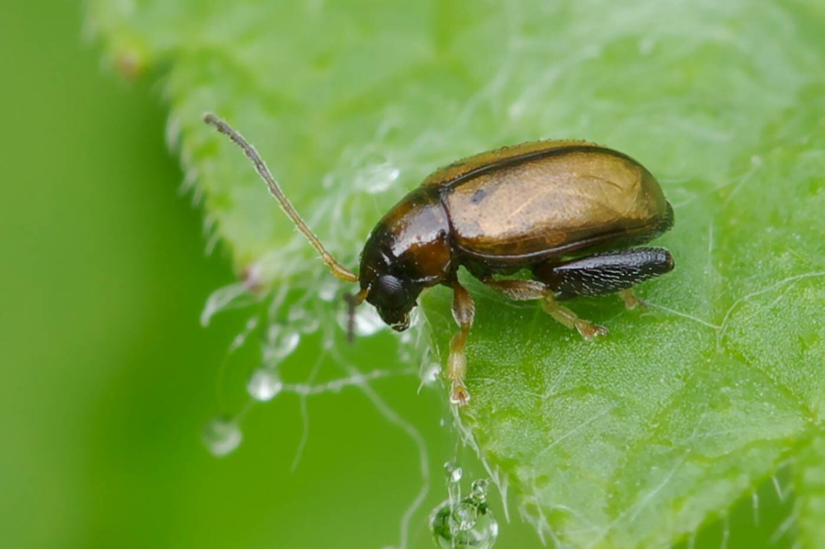 Крестоцветная блошка светлоногая